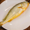 威爾斯（WEIERS）寧德大黃魚(yú)600g 地標認證黃花魚(yú) 深海魚(yú)生鮮魚(yú)類(lèi)   曬單實(shí)拍圖