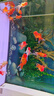 精品金魚(yú)觀(guān)賞魚(yú)獅子頭好養耐活自來(lái)水鴻運當頭丹頂冷水淡水風(fēng)水魚(yú) 精品隨機國獅 9-11CM9條 曬單實(shí)拍圖