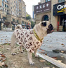LZJV狗狗衣服秋冬季保暖豹紋法斗柯基毛絨加絨衛衣寵物狗狗衣服棉衣冬 燙圖1張【不是衣服】 S 約8-12斤 曬單實(shí)拍圖