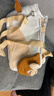 梵都寵舍貓包貓咪外出背包斜挎包透氣便攜貓咪用品帆布手提貓包 曬單實(shí)拍圖