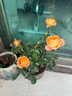 果汁陽(yáng)臺月季花苗四季開(kāi)花卉盆栽綠植物室內花易活玫瑰帶花苞庭院 果汁陽(yáng)臺【大花濃香，月月開(kāi)分枝多】 【帶花苞】【盆口徑15cm】原盆冠25高35 曬單實(shí)拍圖