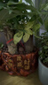 行湘發(fā)財樹(shù)盆栽綠植 精品大三桿發(fā)財樹(shù)+大號財源茂盛陶瓷盆 源頭直發(fā) 曬單實(shí)拍圖