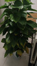 愛(ài)優(yōu)尚八方來(lái)財鴨腳木客廳大型綠植盆栽室內吸甲醛喬遷發(fā)財樹(shù)源頭直發(fā) 曬單實(shí)拍圖
