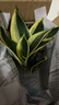 荷花蘭虎皮蘭盆栽辦公室內客廳綠植花卉植物金邊短葉虎尾蘭的 一顆荷花蘭高10-12cm 曬單實(shí)拍圖