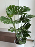 臨雅提根龜背竹綠植盆栽室內客廳桌面大型凈化空氣懶人好養活高級植物 提根龜背竹1.2-1.3m+圓柱樹(shù)脂盆 曬單實(shí)拍圖