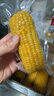 當季新貨東北黃甜糯玉米棒10支真空包裝低脂黃糯大棒甜東北黏苞米 頭茬黃玉米8棒 220g起/棒 曬單實(shí)拍圖