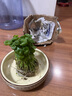 水培植物銅錢草盆栽花卉 室內金錢草花盆栽辦公室水養(yǎng)花草 銅錢草苗【40-50棵】 不含盆 曬單實拍圖