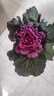 羽衣甘藍盆栽苗陽(yáng)臺庭院花園彩色觀(guān)賞花卉綠植冬季耐寒植物花 圓葉紫1顆 不含盆 曬單實(shí)拍圖
