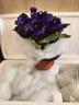 輕奢重瓣非洲堇紫羅蘭盆栽帶花辦公室內好養四季開(kāi)花喜陰花卉植物盆栽抖音SN5441 紫羅蘭（藍色 單瓣）一盆 曬單實(shí)拍圖