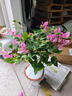 2026卡亞塔三角梅盆栽帶花苞室內花卉植物陽(yáng)臺老樁特大苗四季開(kāi)花 漳紅櫻三角梅大苗(帶花發(fā)貨)原盆+送肥料 曬單實(shí)拍圖