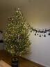 真圣誕樹(shù)真樹(shù)盆栽真正的圣誕樹(shù)香松樹(shù)挪威云杉樹(shù)苗鮮活的室內綠植 90-110厘米高圣誕樹(shù)真樹(shù)+盆+裝飾 【精品樹(shù)形】 曬單實(shí)拍圖