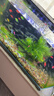 森森魚(yú)缸水族箱加熱棒自動(dòng)恒溫防爆烏龜缸加溫棒小型魚(yú)缸加熱器200W 曬單實(shí)拍圖