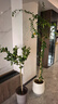 香水檸檬樹(shù)大型盆栽綠植客廳室內好養花卉盆栽水果樹(shù)四季好養植物 檸檬樹(shù)1.2-1.4m 原盆（需自行配盆） 曬單實(shí)拍圖