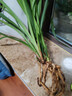 當年開(kāi)花蘭花苗春劍都江紅素陽(yáng)臺花卉蘭花綠植盆栽自然種植 春劍都江紅素5苗壯苗裸根 送開(kāi)花肥 曬單實(shí)拍圖