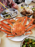 【活鮮】喵和漁 鮮活松葉蟹 公蟹俄羅斯板蟹長(cháng)腳蟹海鮮水產(chǎn)大螃蟹 2.1-2.3斤/1只 曬單實(shí)拍圖