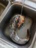 微山湖野生鯉魚(yú)四鼻鯉魚(yú)新鮮活魚(yú)現殺凈膛漁民捕撈 微山湖野生鯉魚(yú) 5斤/條(宰殺好15-20%損耗) 曬單實(shí)拍圖