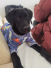 秋冬季保暖狗狗睡衣寵物棉襖四條腿適合各類(lèi)大中小型犬 藍色 L(19-28斤) 曬單實(shí)拍圖