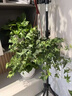 嘆為觀(guān)止土培盆栽陶瓷盆發(fā)財樹(shù)室內綠植花卉辦公室內綠蘿凈化空氣吸甲醛 常青藤（桃花） 帶盆栽好 曬單實(shí)拍圖