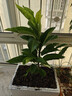 四季濃香開(kāi)花白蘭花苗盆栽室內陽(yáng)臺觀(guān)花植物黃角蘭綠植大樹(shù)苗玉蘭 白蘭5年苗50高 不含盆 曬單實(shí)拍圖