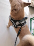 GERTHRON德國拉布拉多胸背帶大型犬狗繩金毛背心式防爆沖杜賓狗鏈子狗狗牽 藏青色-背帶【新升級防爆沖  加強掌控 安全出行】 XS-（8-14斤） 曬單實(shí)拍圖
