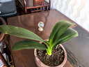 愛(ài)你一萬(wàn)年四季名貴君子蘭盆栽帶花苞室內花卉綠植大苗精品花卉盆景圓頭和尚 【特級圓頭和尚】 裸根4-6片葉+肥料 曬單實(shí)拍圖