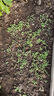 壽禾苦菊種子苦苣生菜農家陽(yáng)臺盆栽四季播蔬菜冬春季菜籽 壽禾黃心苦菊種子10克原種 曬單實(shí)拍圖