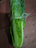 夢(mèng)芷青麻葉白菜高山大白菜綠葉青口白菜長(cháng)桿白菜新鮮火筒菜新鮮蔬菜 曬單實(shí)拍圖