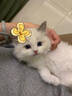 純種美短貓活體幼貓虎斑貓加白起司貓短毛矮腳小貓咪寵物貓幼崽 寵物級 【更多貓咪】咨詢(xún)客服選寵 曬單實(shí)拍圖