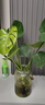 龜背竹水培植物室內好養綠植老樁客廳大葉盆栽除甲醛富貴竹天堂鳥(niǎo) 龜背竹60-70cm2顆（不含瓶）+營(yíng)養液 不含盆 曬單實(shí)拍圖