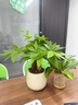 JCZS新品開(kāi)花發(fā)財樹(shù)盆栽室內好養易活花卉植物客廳辦公室綠植 三桿發(fā)財樹(shù)(原土盆)+營(yíng)養液 曬單實(shí)拍圖