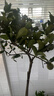 嘆為觀(guān)止 大型盆栽 單桿辮子發(fā)財樹(shù)天堂鳥(niǎo)綠蘿散尾葵辦公室內開(kāi)業(yè)喬遷禮品 檸檬樹(shù)1.5-1.7米【鎂鈮圓盆】 含盆 曬單實(shí)拍圖