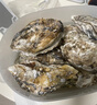 燈塔水母【鮮活】乳山生蠔牡蠣2XL號凈重5斤源頭直發(fā) 曬單實(shí)拍圖