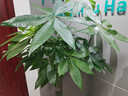 愛(ài)優(yōu)尚發(fā)財樹(shù)大型綠植客廳室內步步高招財樹(shù)辦公室喬遷開(kāi)業(yè)源頭直發(fā) 曬單實(shí)拍圖