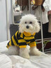 沐霓狗狗衣服秋冬款蜜蜂裝小柯基泰迪比熊貴賓小型犬寵物保暖貓咪衛衣 可愛(ài)寵物服裝【可牽引蜜蜂L碼8-10斤】 曬單實(shí)拍圖
