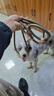 華元寵具（hoopet）狗狗牽引繩子防爆沖P繩鏈子胸背帶中小型大型犬柯基防掙脫溜遛狗 曬單實(shí)拍圖