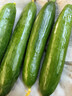 壽光水果黃瓜小黃瓜生吃脆嫩清甜涼拌蘸醬乳瓜農家自種現摘現發(fā) 1斤 曬單實(shí)拍圖