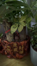 行湘發(fā)財樹(shù)盆栽綠植 精品大三桿發(fā)財樹(shù)+大號財源茂盛陶瓷盆 源頭直發(fā) 曬單實(shí)拍圖