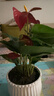 花翁紅掌盆栽植物花卉水培【特級品質(zhì)】≥4朵花-順紋瓷盆源頭直發(fā) 曬單實(shí)拍圖