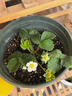 北蔬 草莓苗帶土發(fā)貨盆栽秧苗地栽水果苗 奶油草莓苗3盆源頭直發(fā)包郵 曬單實(shí)拍圖