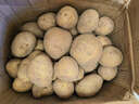 恩施小土豆新鮮馬鈴薯農家黃心洋芋現挖蔬菜馬鈴薯 9斤 大果 鵝蛋大小左右 曬單實(shí)拍圖