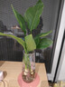 愛(ài)你一萬(wàn)年天堂鳥(niǎo)無(wú)土純水培植物室內好養綠植水培水養易活桌面綠植吸除甲醛 A級 水培天堂鳥(niǎo) 20-30厘米 2顆 曬單實(shí)拍圖