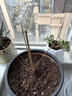 四季濃香型臘梅花苗盆栽素心臘梅盆景耐寒原生梅花老樁花卉樹(shù)苗 素心臘梅8年苗【1顆】+肥 曬單實(shí)拍圖