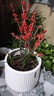 景郁春 JIRYUCUR北美冬青盆栽帶紅果年宵花真鮮花耐寒花卉北美冬青5年苗源頭直發(fā) 曬單實(shí)拍圖
