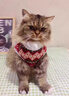 阿莫爾貓咪衣服可愛(ài)馬甲加厚圣誕新年銀漸層布偶無(wú)毛貓喜慶狗狗背心秋冬 小熊馬甲 L（建議8-10斤 參考胸圍背長(cháng)） 曬單實(shí)拍圖