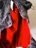 蕓惠闕寵物狗狗衣服泰迪比熊博美四腳反光棉衣秋冬寵物保暖冬裝棉服牽引 YP運動(dòng)四腿棉衣-紅色 XXL約11-14斤 曬單實(shí)拍圖