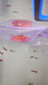 草金魚(yú)好養耐活長(cháng)尾大紅草觀(guān)賞魚(yú)錦鯉活體冷水魚(yú)淡水魚(yú)金魚(yú)紅草魚(yú) 8-10cm3條 曬單實(shí)拍圖