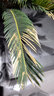 胡麗鐵樹(shù)盆栽 大型室內綠植客廳臥室辦公室凈空氣盆景觀(guān)葉植物 高120-130CM含圓水泥盆 含盆 曬單實(shí)拍圖