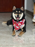 puppytie狗狗項圈三角巾脖圈柴犬中型小型犬 紅色 均碼 曬單實(shí)拍圖