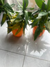 恰意觀(guān)音竹富貴竹水培植物帶根花卉綠植綠蘿室內盆栽轉運竹帶花瓶好養 【2盆】觀(guān)音竹6支+橙色南瓜盆+營(yíng)養液 曬單實(shí)拍圖