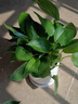 行湘綠蘿盆栽水培綠植新房除甲醛植 110號綠蘿+椎紋陶瓷盆 源頭直發(fā) 曬單實(shí)拍圖